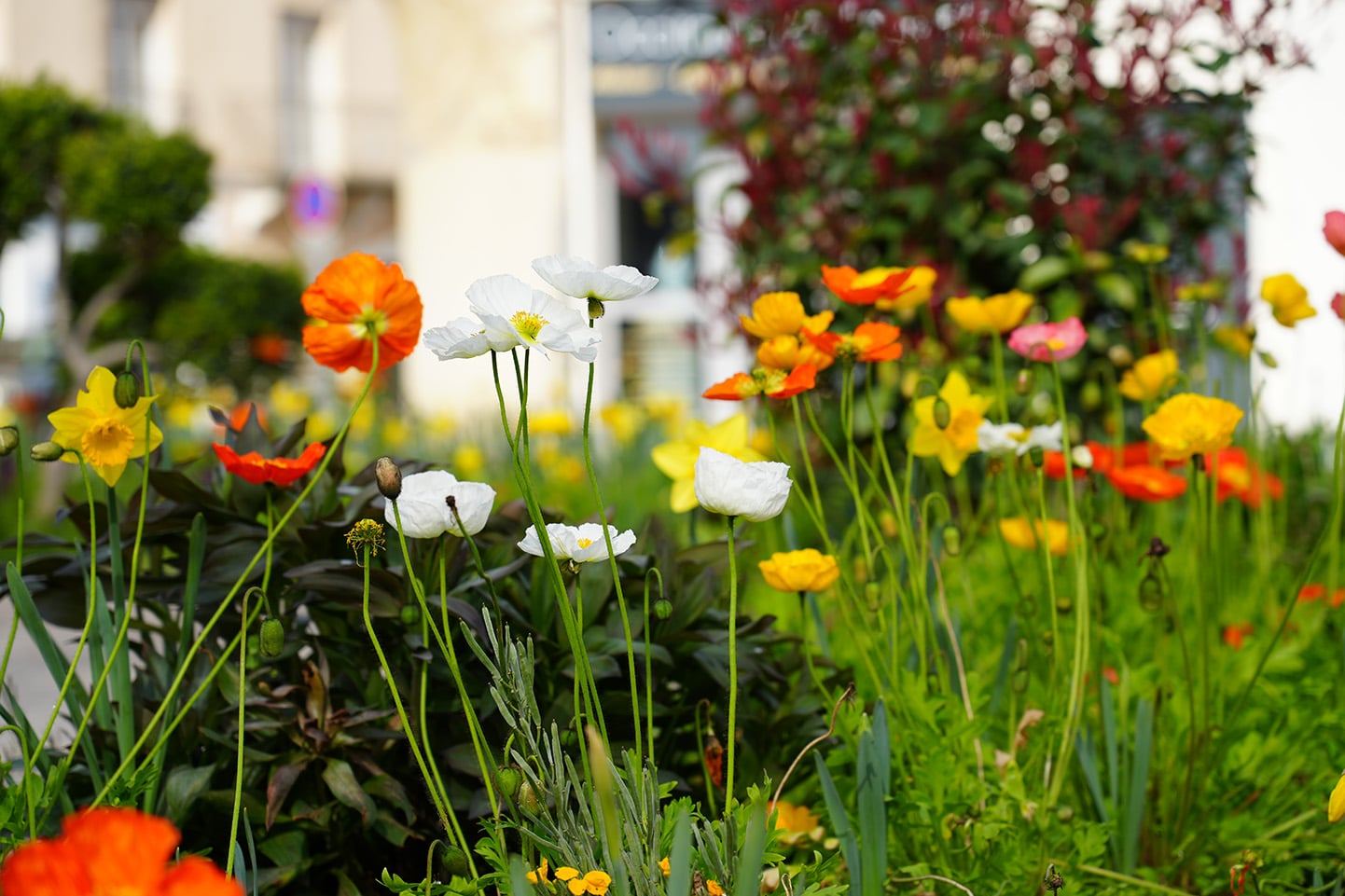 Des touches de couleur fleurissent en ville