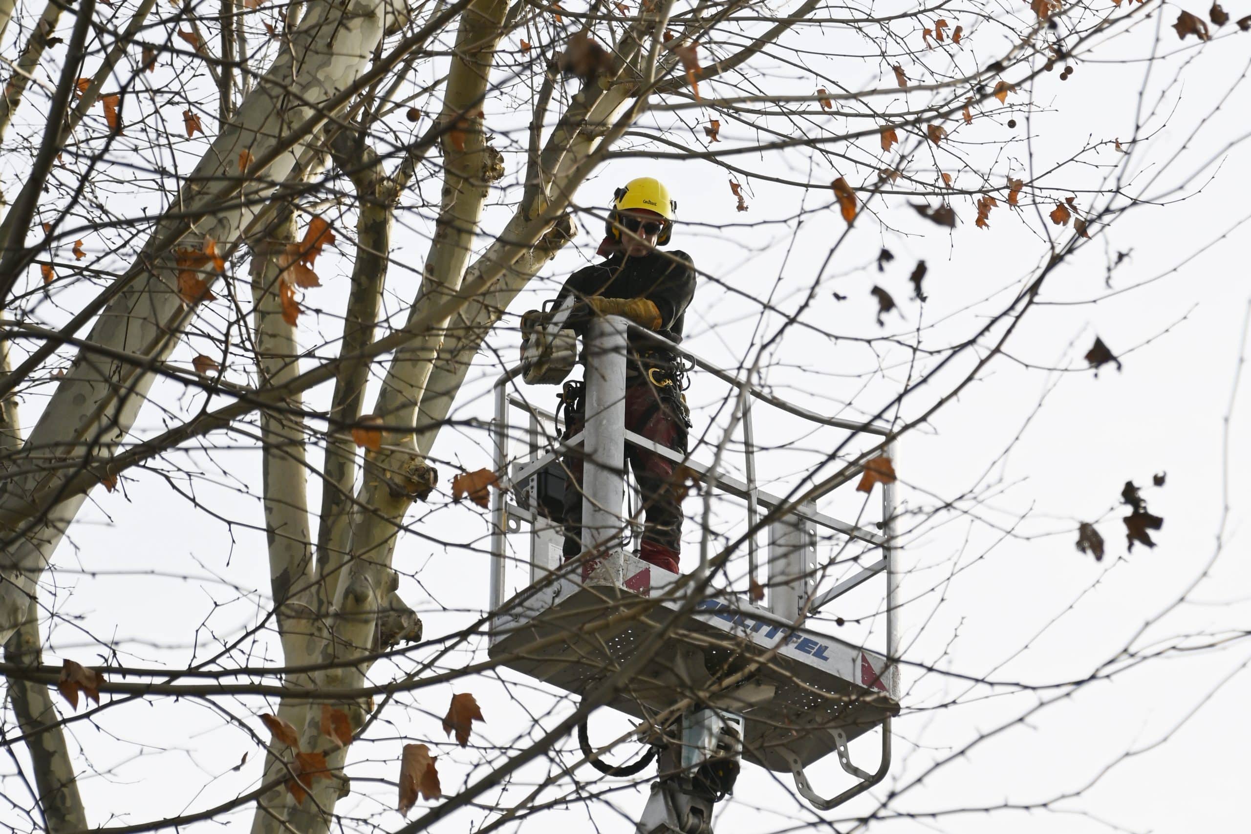 Elagage des arbres de l’Avenue Victor Hugo