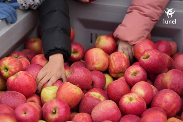 Pink Lady Day : des écoliers dans les vergers